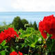 The beautiful geraniums