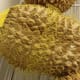 A frozen durian fruit in an Oriental market.