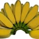 Saba banana