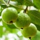 Guava (Bayabas)