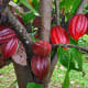 Cacao Bean (Cacao)