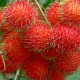 Rambutan