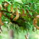 Tamarind (Sampalok)