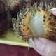 fruits-found-in-the-philippine-country