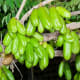 Bilimbi fruits (Kamyas)