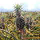 Pineapple (Pinya)