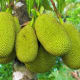 Jackfruit (Langka)