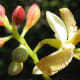 tamarind flowers