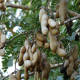 tamarind leaves and pods
