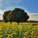 Sunflower Farm, Ligao City, Philippines