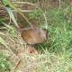 The Flightless Weka
