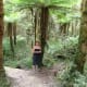 Path through the Rainforest