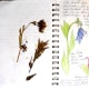 Indian Paintbrush