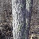 As you can see from the picture, Sassafras has a pretty distinct large bark, separated by gaps.