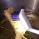 A scrub brush like this one is great, although pretty much any one will do. You want to be able to get in all the crooks and clean out the dirt.