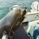 Seal near Swakopmund