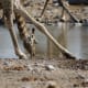 Giraffe in Etosha