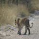 Leopard near Etosha