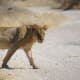 Lion in Etosha