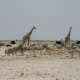 An ocean of animals near water hole