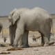 Elephant in Etosha