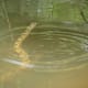 The watersnake is still motionless & looks like a branch, while the fish swim around it.