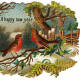 birds in the country