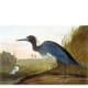 Blue Heron