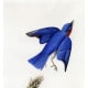Eastern Bluebird