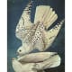 White Gerfalcons