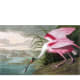Roseate Spoonbill