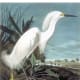 Snowy Egret