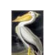 White Pelican