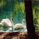 Pretty swans at Valparaiso Palace Hotel grounds