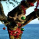 The keawe tree needs some Christmas cheer