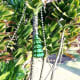 We musn't forget the ti plant in the backyard!