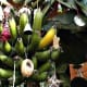 Decorating the banana tree is always fun