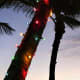 Coconut Tree Wrapped with Christmas Lights