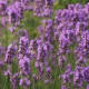 aromatherapy-beauty-treatment-products-to-make-at-home