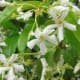 aromatherapy-beauty-treatment-products-to-make-at-home