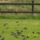 Flock of birds in our neighbours garden.