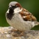 Male European House Sparrow