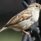 Female European House Sparrow