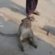 Monkeys are everywhere in Cambodia Srok Khmer! Watch out; they are mean and like to steal food!