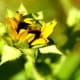 Sunflower blooming