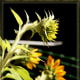 Sunflower Direction