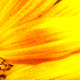 Sunflower Petals