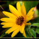 Sunflower Strip