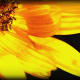Sunflower Florets