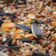 Seed-based diets are common for birds but not the healthiest.